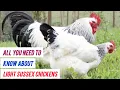 Light Sussex Chickens The SECRET You Need to Know Now