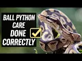 The Ball Python Care Guide of 2026