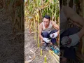 Download Lagu Alat canggih memotong tanaman tebu di kebun dengan cara yang cerdas #shorts