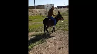 حا ياحماري  ههههههههههههههههه دندنها