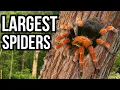 Ranking Each Of The 7 Continents By Their Largest Spider