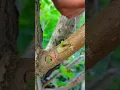 Lagu Grafting and budding fruit plants #satisfying