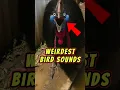 Download Lagu Gekke vogelgeluiden die je zullen shockeren! #animalfacts #birdsounds