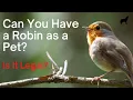 Do robins make good pets? - Is it Even Legal?