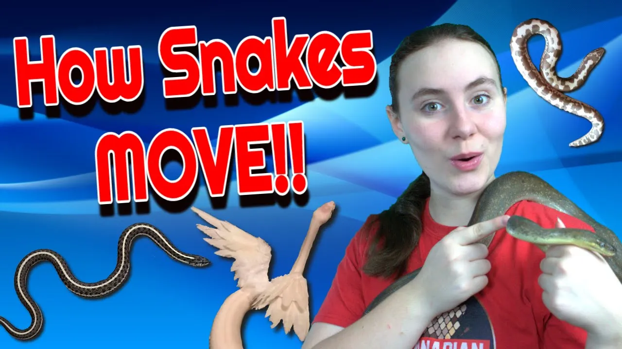 Ever Wonder How Snakes Move? They Don't Just Slither!!!