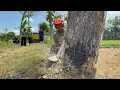 Download Lagu Sayang sekali… Pohon tua ini dirajang jadi kayu bakar karena bolong‼️