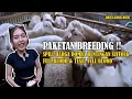Download Lagu PAKET BREEDING! SPILL HARGA DOMBA BUNTINGAN SUFFOLK FULL BLOOD \u0026 TEXEL FULL BLOOD! | NUSANTARA FARM