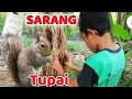Lagu Baby tupai imut || Mencari Sarang Tupai di Pohon Pisang.
