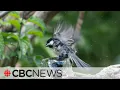 How to pick or build the right bird bath for your garden