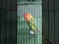 Download Lagu burung Lovebird durasi 1 menit
