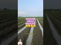 Download Lagu TRIK PETANI BAWANG MERAH NGANJUK
