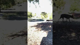 #fyp #dream #doberman #pets #youtube