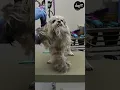 Grooming a matted dogs face