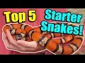 The Top 5 BEST Beginner Snakes
