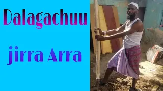 dalagu jirra
