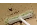 What Happens If You Kill a Pregnant Spider