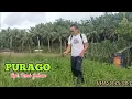 Download Lagu Purago (Cipt.Rozi Johan) Khasdani Dj - Cover Kerinci