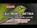 Download Lagu SUARA CALL MONTY BETINA UNTUK MERANGSANG BUNYI PELECI JANTAN nambah birahi