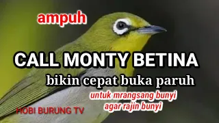 Download SUARA CALL MONTY BETINA UNTUK MERANGSANG BUNYI PELECI JANTAN nambah birahi MP3