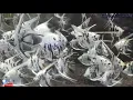 Download Lagu AQUARIUM \u0026 FISH FARM - Panda Angel - Goldfish club