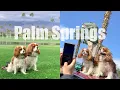 DOG FRIENDLY STAY IN PALM SPRINGS