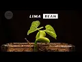Lima Bean Sprouting and Growth over 14 Days - Time Lapse