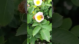 квіти Flowers рослини квіти україни 