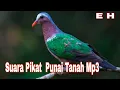 Download Lagu Suara Pikat Punai Tanah Mp3