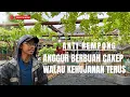 Lagu Anggur Tanpa Naungan Tetap Strong! Hujan Bukan Masalah