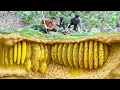 Download Lagu Harvesting Primitive Giant Bee Larvae on Rocky Mountains | Cooking Fat Pupae \u0026 Wild Forest Food