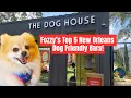 Best Dog-Friendly Bars in New Orleans 2025 Fozzy the Pomeranian Ranks His Faves