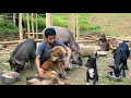 Download Lagu The smart dog ran home to call the man to come save the goat in distress.