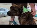 Lynchburg Humane Society to save 320 more pets this year