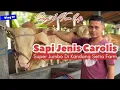 Download Lagu WOW❗ Empat Sapi Jenis Carolis Super Jumbo 