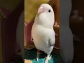 Download Lagu Lovebirds sounds 😘 #birdsounds #parrot #birds #shorts #youtubeshorts