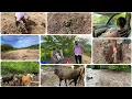 Download Lagu Fuimos a escardar 🍉 y chiles 🌶️ + Fuimos a ver las vacas con mamá 👩❤️