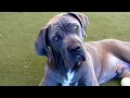 Keep Your Pets Safe This Summer - San Diego Humane Society shares tips for your Pets for Summer