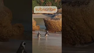 Step By Step Penguin S Journey To The Sea Shorts Penguin Youtubeshorts Nature 