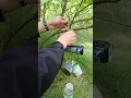 Bushcraft: forest alarm system #outdoors #survival #lifehacks