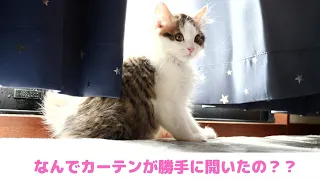 子猫とカーテンでいないいないばあっ をしたら楽しすぎた 
