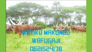 mayiku makondu wafugaji 0621524178 by lwenge studio