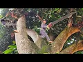 Download Lagu Zagen van een grote mangoboom, met dicht gebladerte, een kokospalm bij het huis, veel fruit, elek...