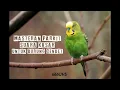 Download Lagu Masteran parkit suara kasar untuk burung cendet (JEDA)