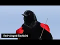 Learn 10 Bird Songs of Spring—Common Species Across North America