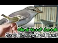 Lagu Suara kicauan cikrak kutub jantan