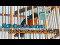 Download Lagu Aktivitas Rumahan - Burung Tledekan Gunung \