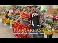 Download Lagu 𝐅𝐥𝐨𝐫𝐚̆𝐫𝐞𝐚𝐬𝐚 - Amalia Ursu 𝑥 Flaviu Moldovan 𝑥 Vasilică Ceterașu 𝑥 Taraful Morosenilor