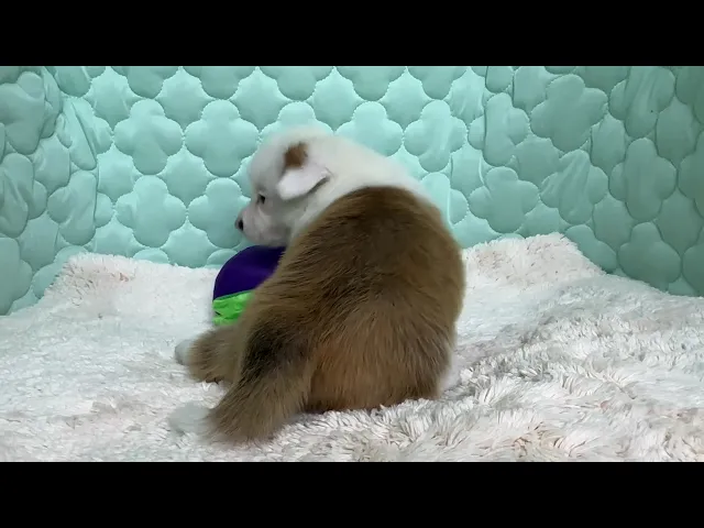 動画