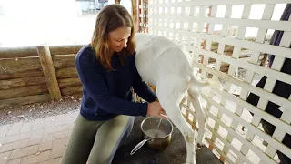 5am morning routine milking my goats. A peaceful chat on the milk stand – Free Range Homestead Ep 28