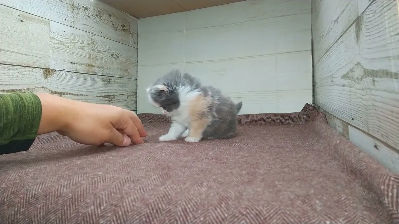 動画